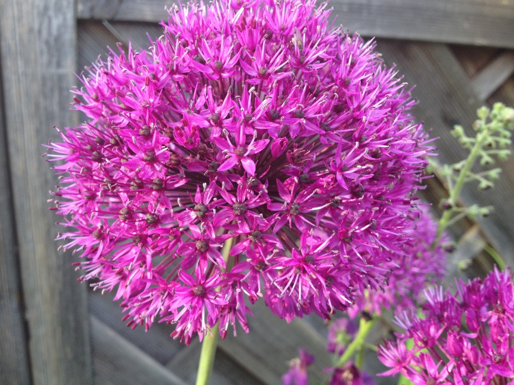 Allium acuminatum in Richters Garten Foto: Uta Richter