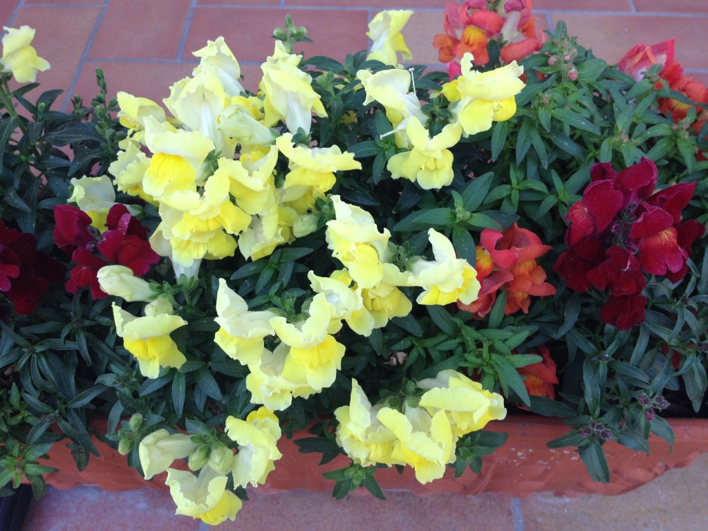 Unsere Löwenmäulchen konnten überwintern Foto: Uta Richter