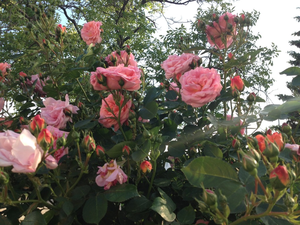 Rosenwochen bei uns und bei Späth Foto: Uta Richter