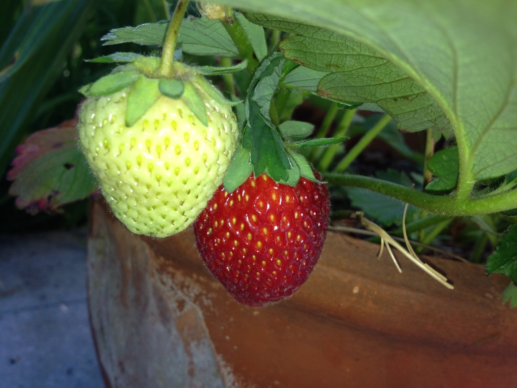 Erdbeeren und Gurken ernten Foto: Uta Richter