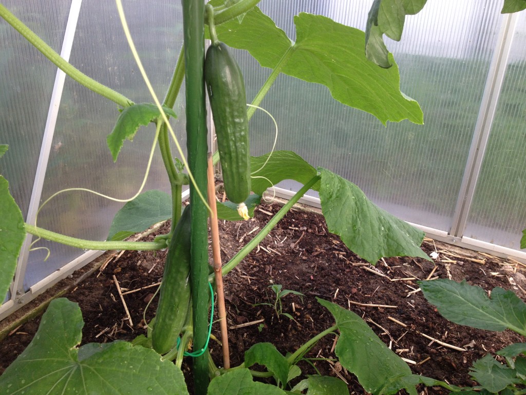 Erdbeeren und Gurken ernten Foto: Uta Richter