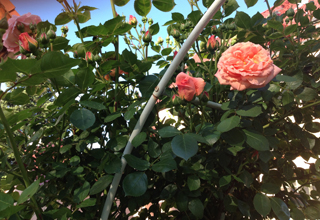 118 offene Gärten warten an diesem Wochenende auf ihre Besucher Foto: Uta Richterer beste Standort für unsere Kletterrose foto: Uta Richter