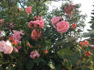 Rosenwochen bei uns und bei Späth Foto: Uta Richter