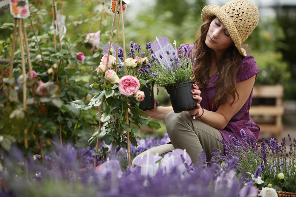 Späthsche Baumschulen Rosen Foto: Daniela Incoronato