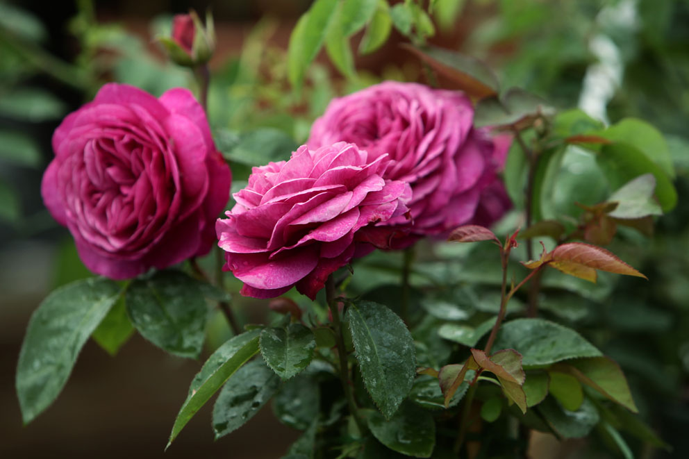 Späthsche Baumschulen_Rosen_FoSpäthsche Baumschulen Rosen Foto: Daniela Incoronato