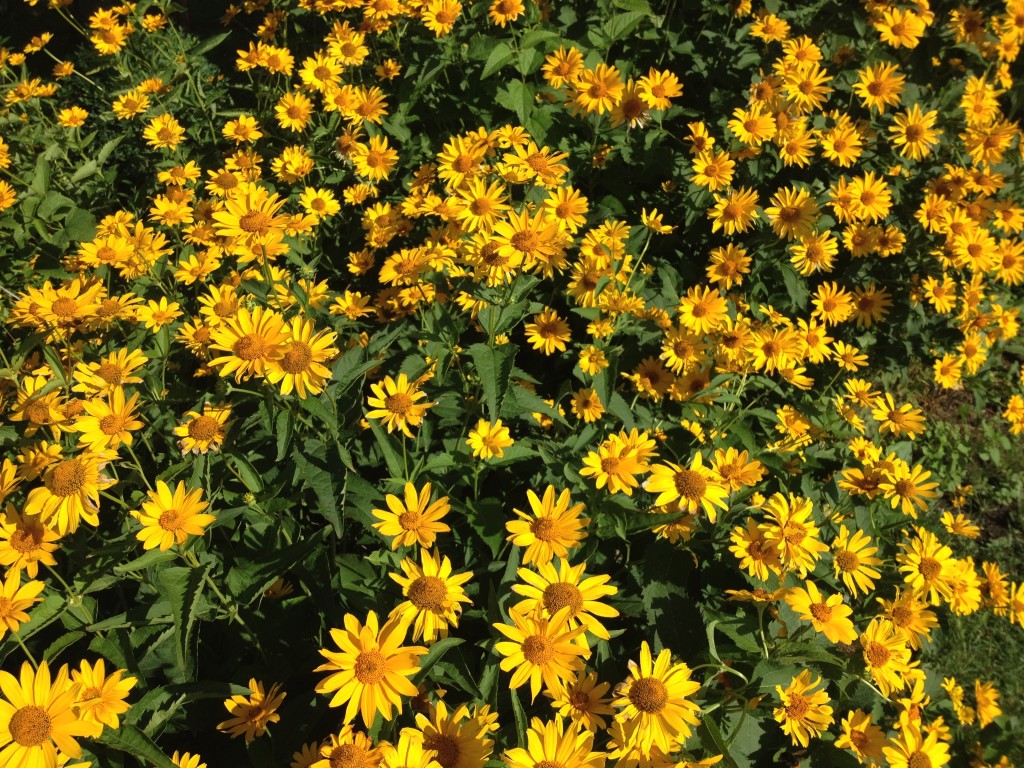 Endlich Sommer in Richters Garten Foto: Uta Richter
