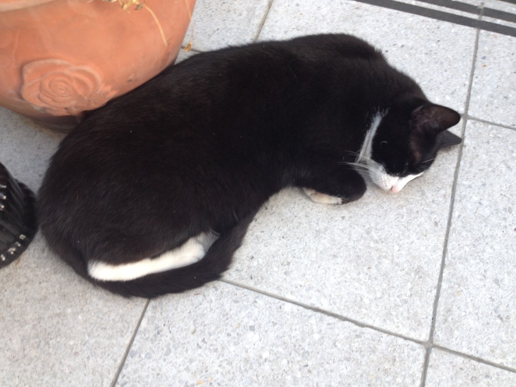 Katze in der Affenhitze Foto: Uta Richter