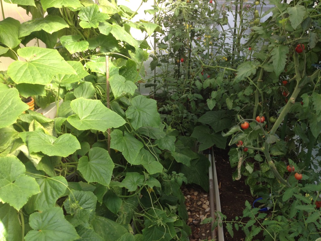 Dschungel in Richtersgarten Foto: Uta Richter