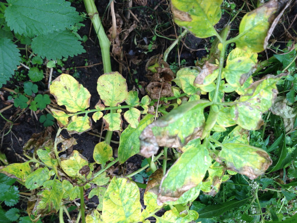 Rein in die Kartoffeln – raus mit den Kartoffeln Foto: Uta Richter