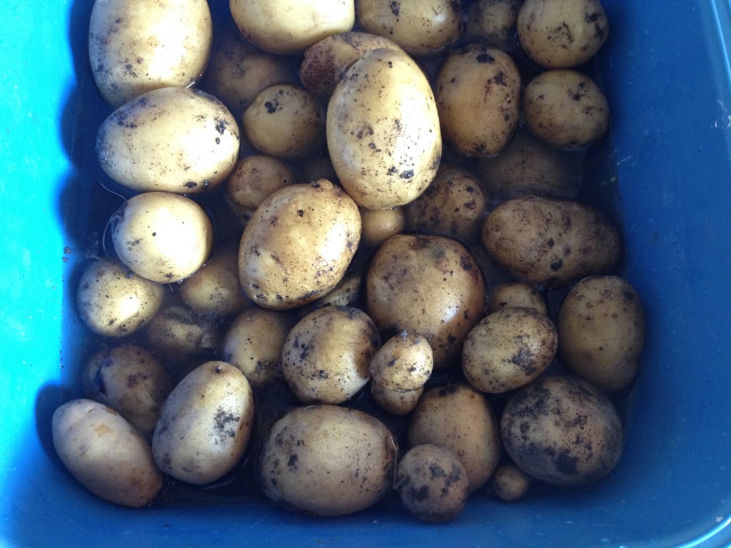 Kartoffelernte 2015 abgeschlossen Foto: Uta Richter