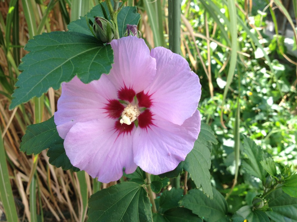 Eibisch in unserem Garten Foto: Uta Richter