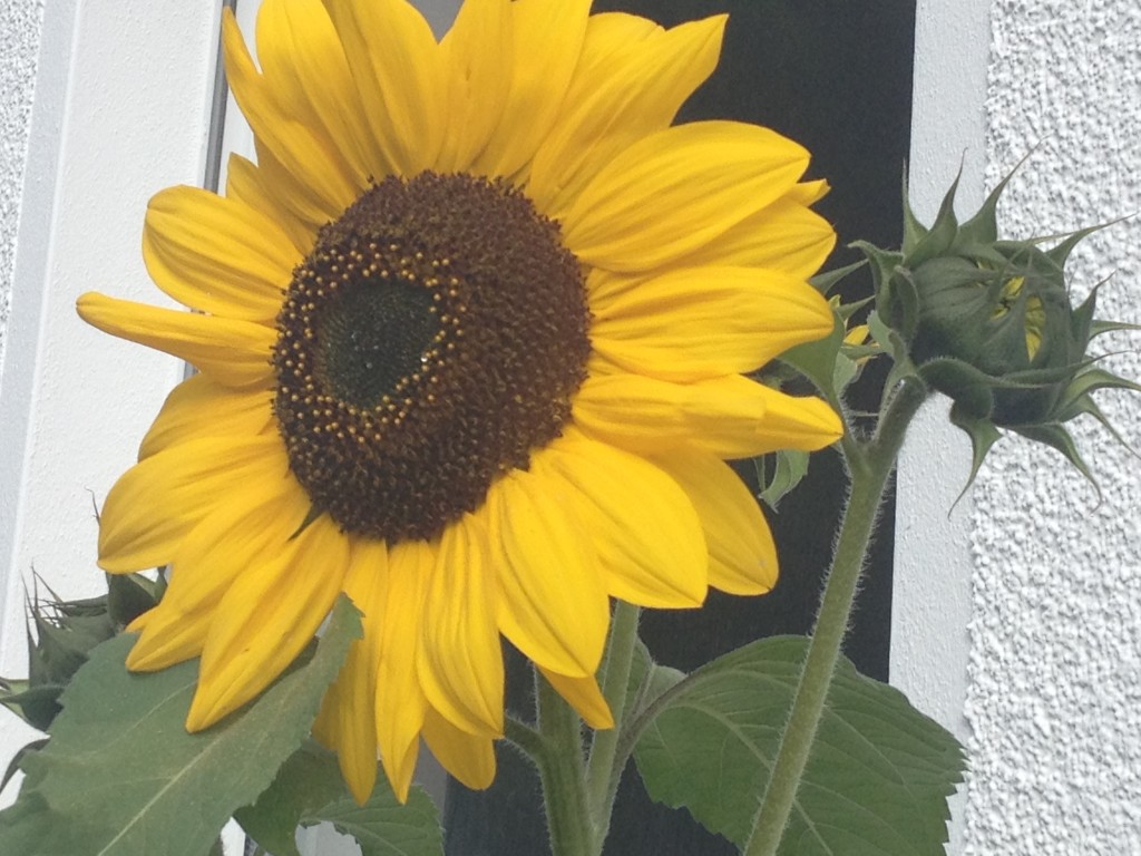 Unsere Sonnenblumen haben sich Zeit gelassen Foto: Uta Richter