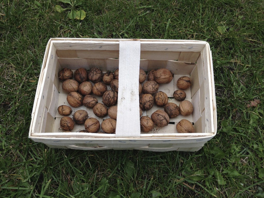 Oktober: Walnuss wird geerntet Foto: Uta Richter