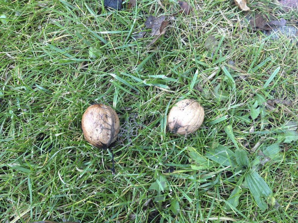 Oktober: Walnuss wird geerntet Foto: Uta Richter