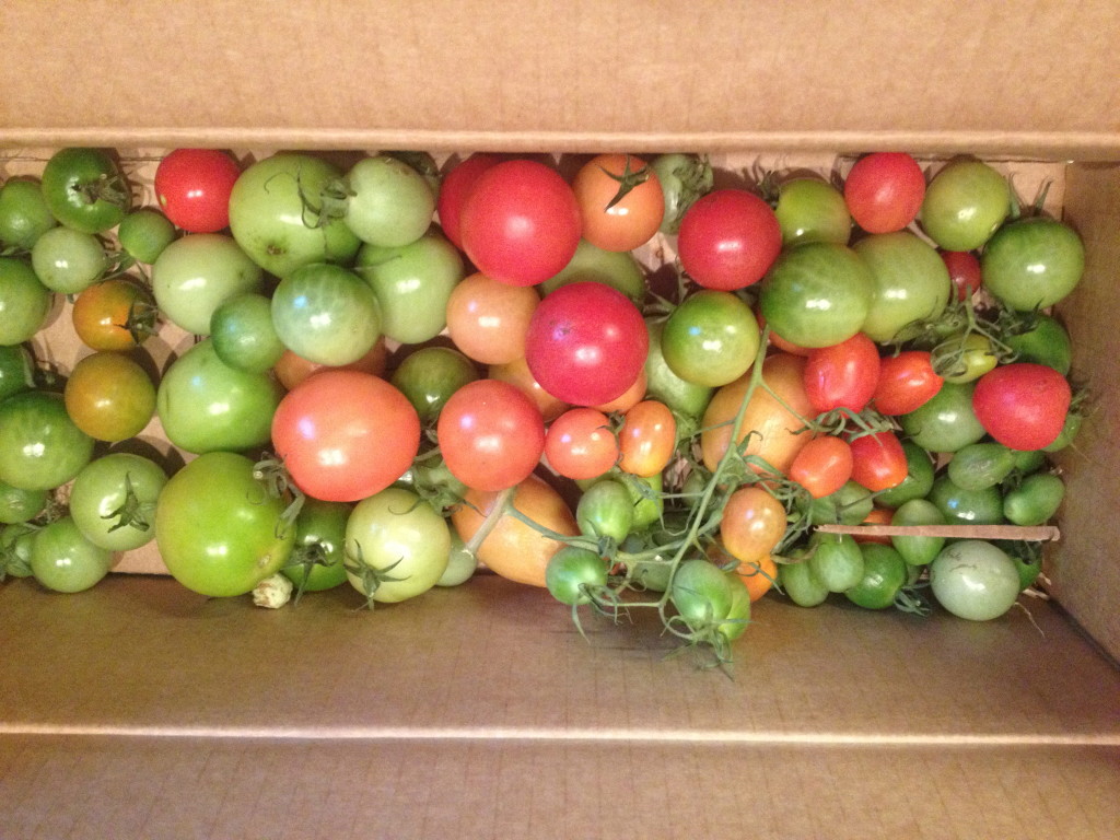 Tomaten reifen in der Kiste nach Foto: Uta Richter
