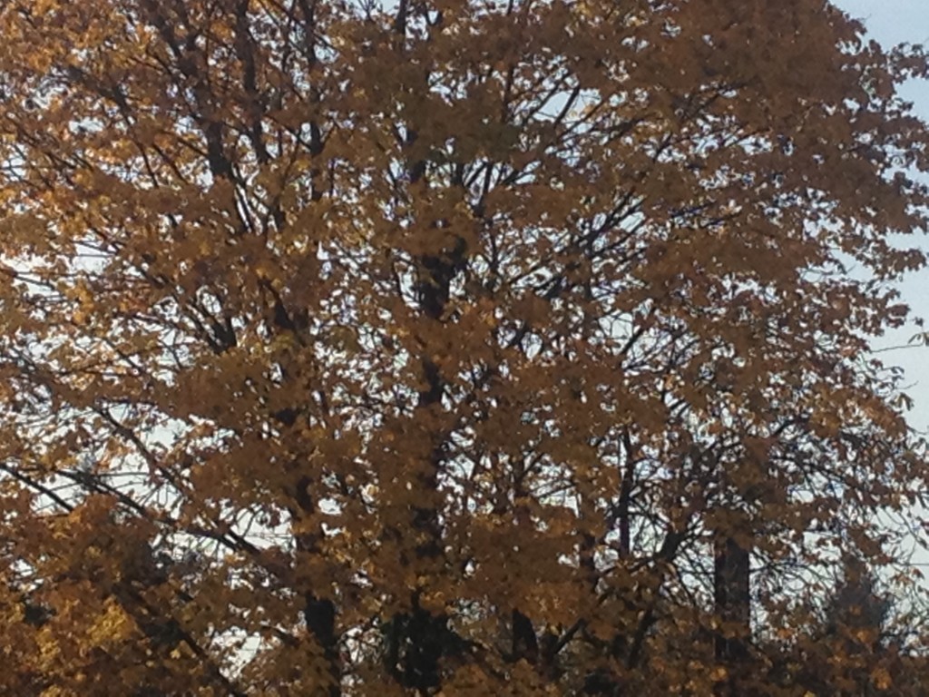 Herbst macht das Leben bunter Foto: Uta Richter