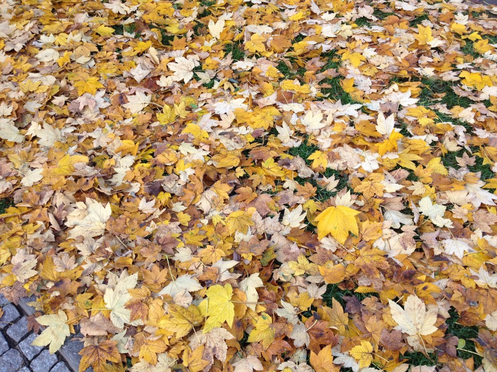 Herbst macht das Leben bunter Foto: Uta Richter