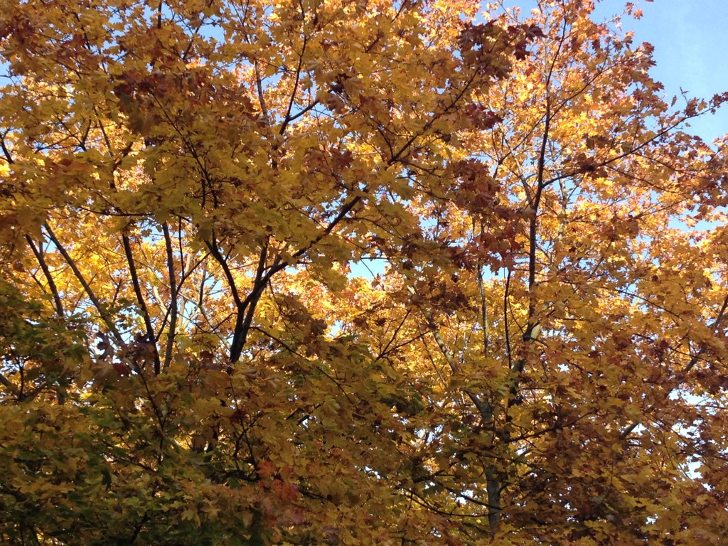 Herbst macht das Leben bunter Foto: Uta Richter