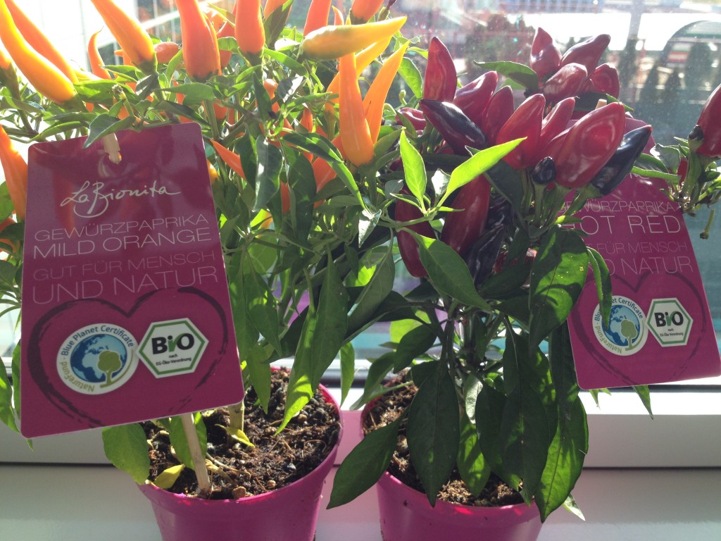 Gewürzpaprika für das Fensterbrett Foto: Uta Richter
